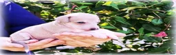Italian Greyhound dogs for sale: Zayne - Ad 3