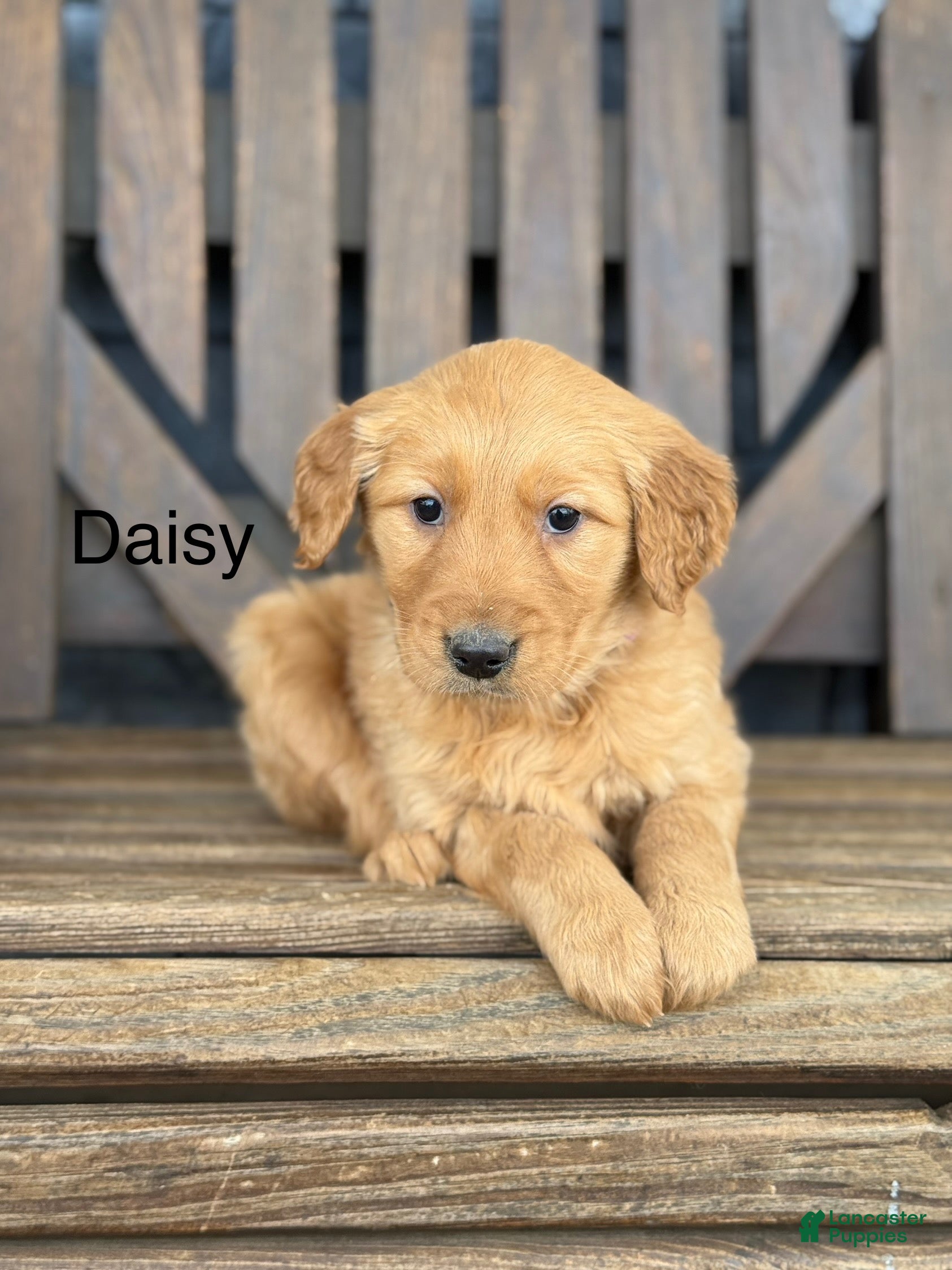 Golden Retriever dogs Daisy - Ad 1