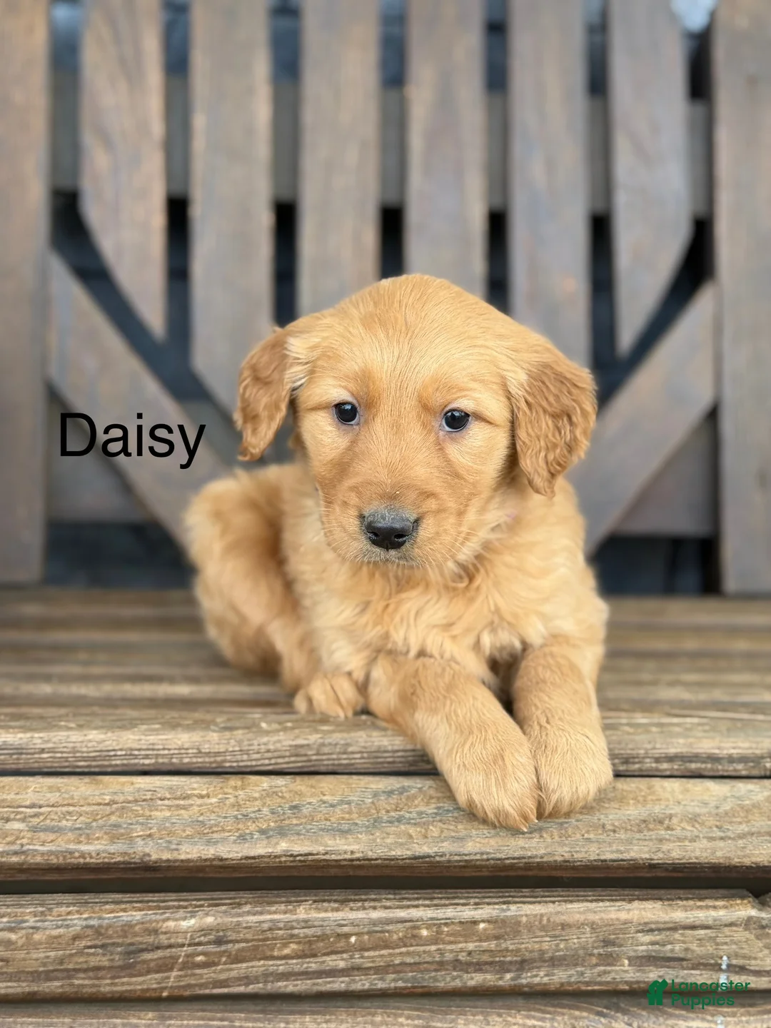 Golden Retriever dogs for sale: Daisy - Ad 1
