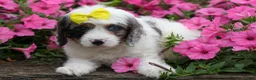 Cavapoo dogs for sale:  Preston🐶  - Ad 10