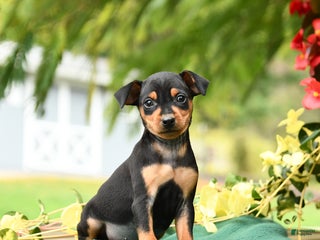 Miniature Pinscher dogs - Ad 26