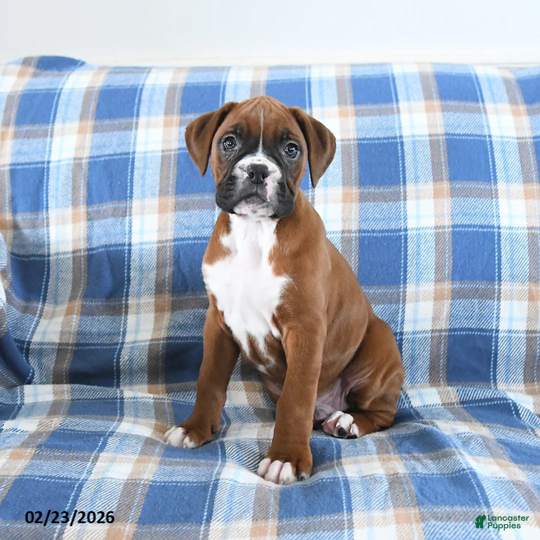 Boxer dogs for sale: Champion - Ad 1