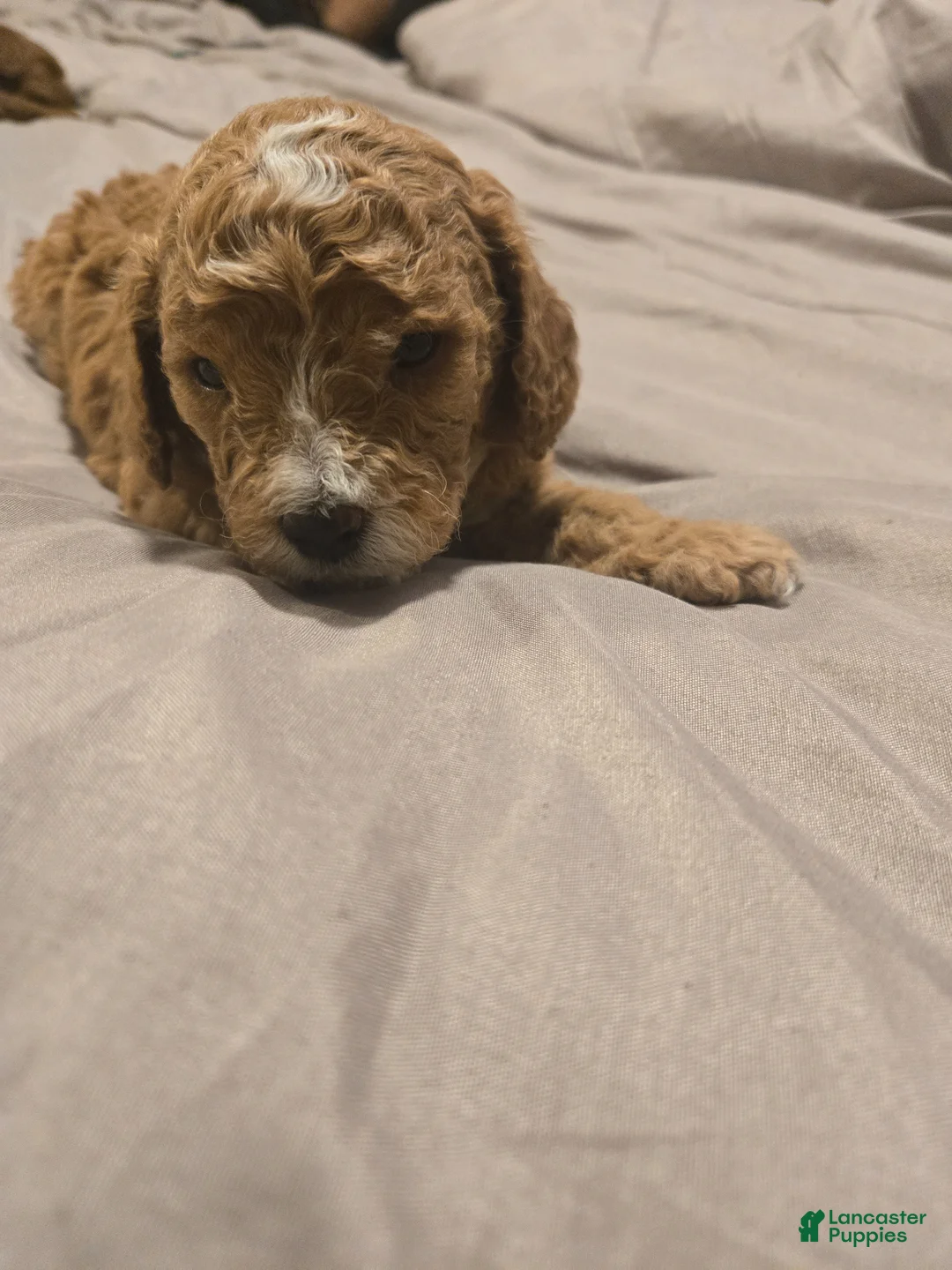 Cavapoo dogs for sale:  Royal (Puppy 1) - Ad 2