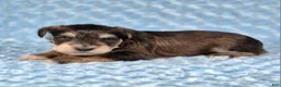 Miniature Schnauzer dogs for sale: Tucker - Ad 3