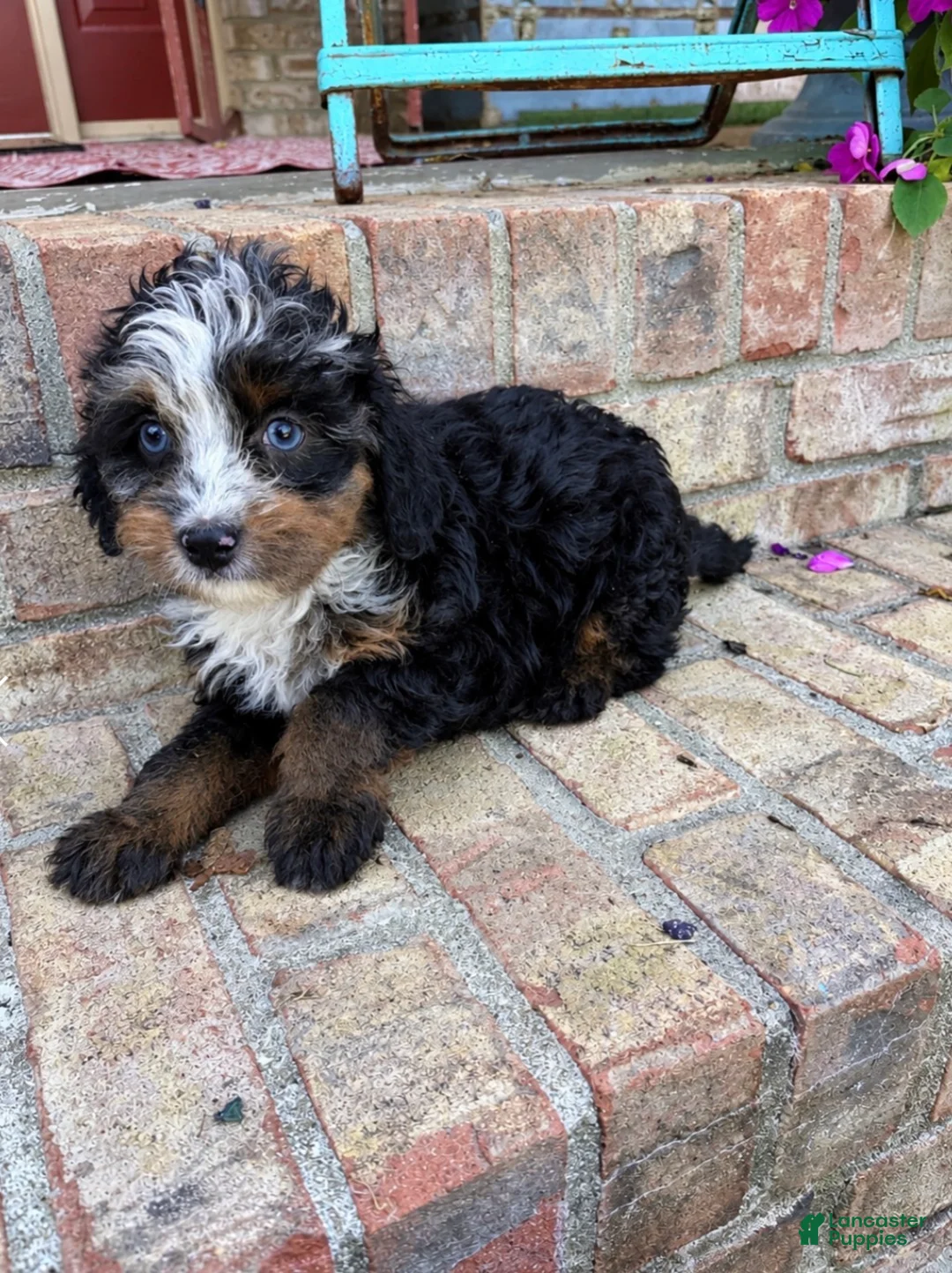 Mini Bernedoodle dogs for sale: Daisy - Ad 2