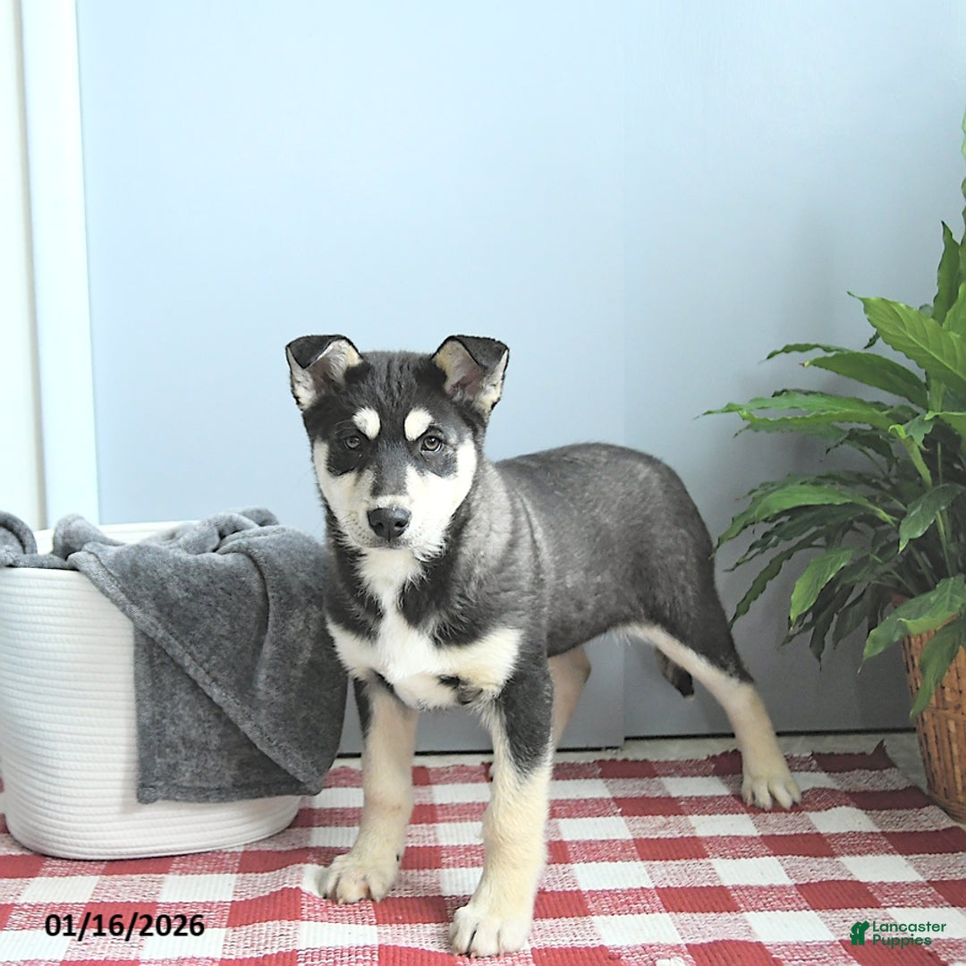Siberian Husky dogs for sale: King - Ad 1