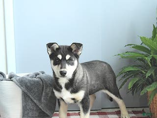 Siberian Husky dogs King - Ad 39