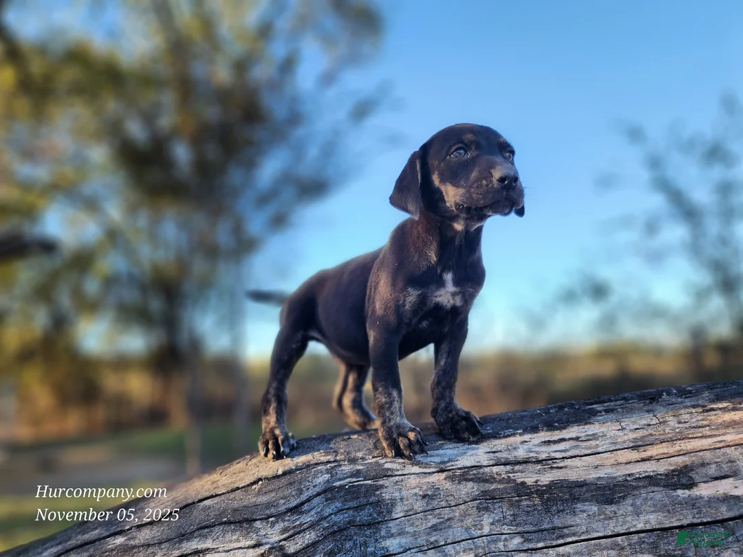 Catahoula Leopard Dog dogs for sale: Tracy II 2025 Female 5 - Ad 2