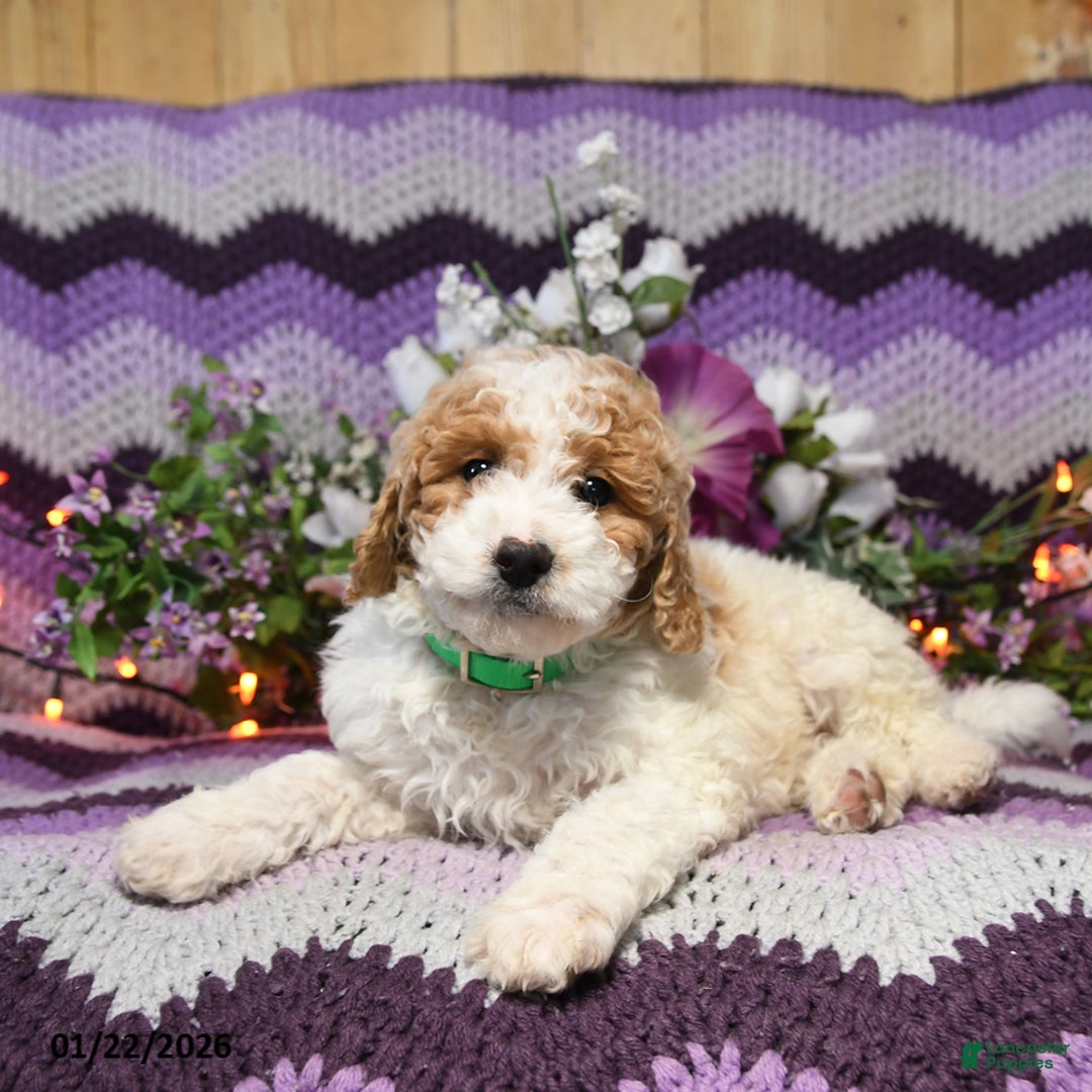 Mini Goldendoodle dogs for sale: Inca - Ad 2