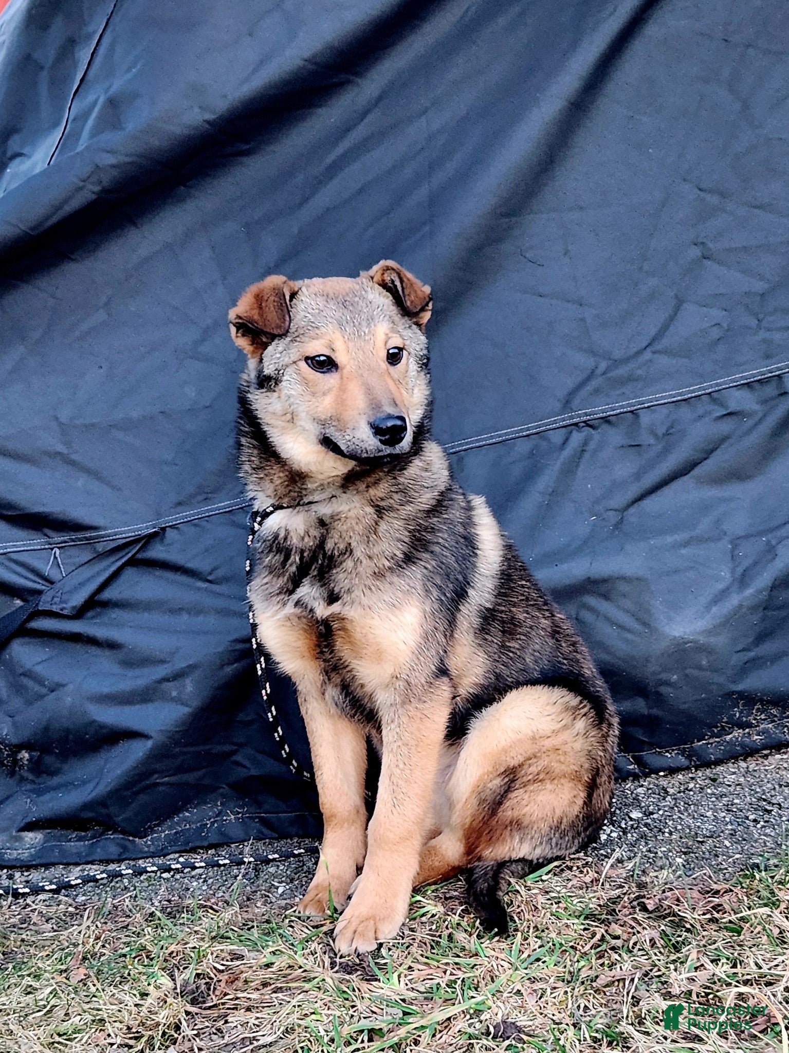 Gerberian Shepsky dogs Gerberian Shepsky Puppy 1 - Ad 15