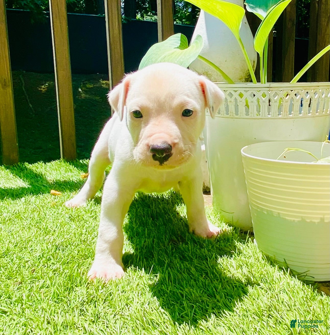 American Pit Bull Terrier dogs for sale: American Pit Bull Terrier 7 - Ad 1