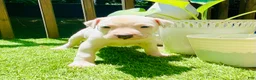 American Pit Bull Terrier dogs for sale: American Pit Bull Terrier 7 - Ad 1