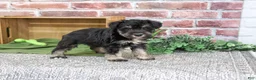 Miniature Schnauzer dogs for sale: Dawson - Ad 3