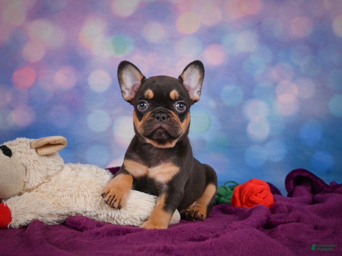 French Bulldog dogs Darla - Ad 1