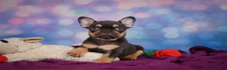 French Bulldog dogs for sale: Darla - Ad 5