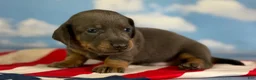 Miniature Dachshund dogs for sale: Akc Piston SH blue and tan DNA OFA  - Ad 3