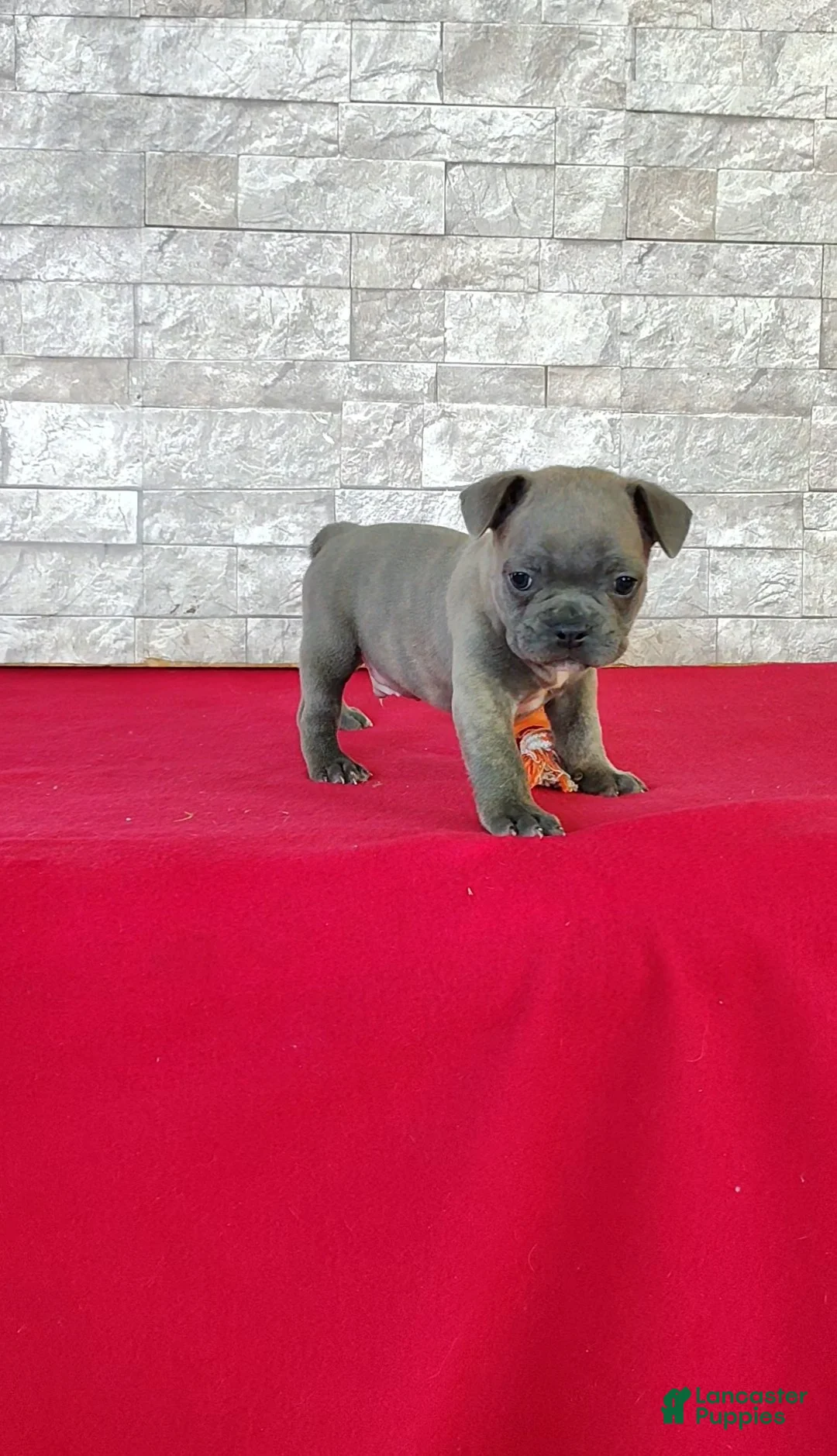 Frenchton dogs for sale: Brandon - Ad 2