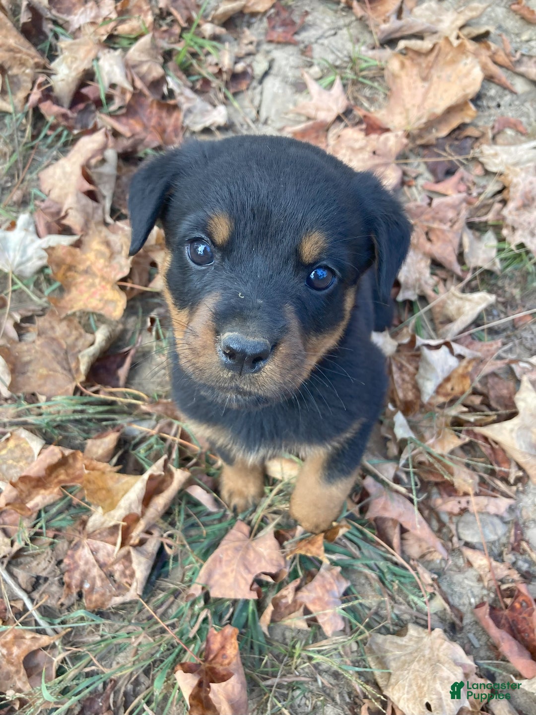 Rottweiler dogs for sale: Holly - Ad 18