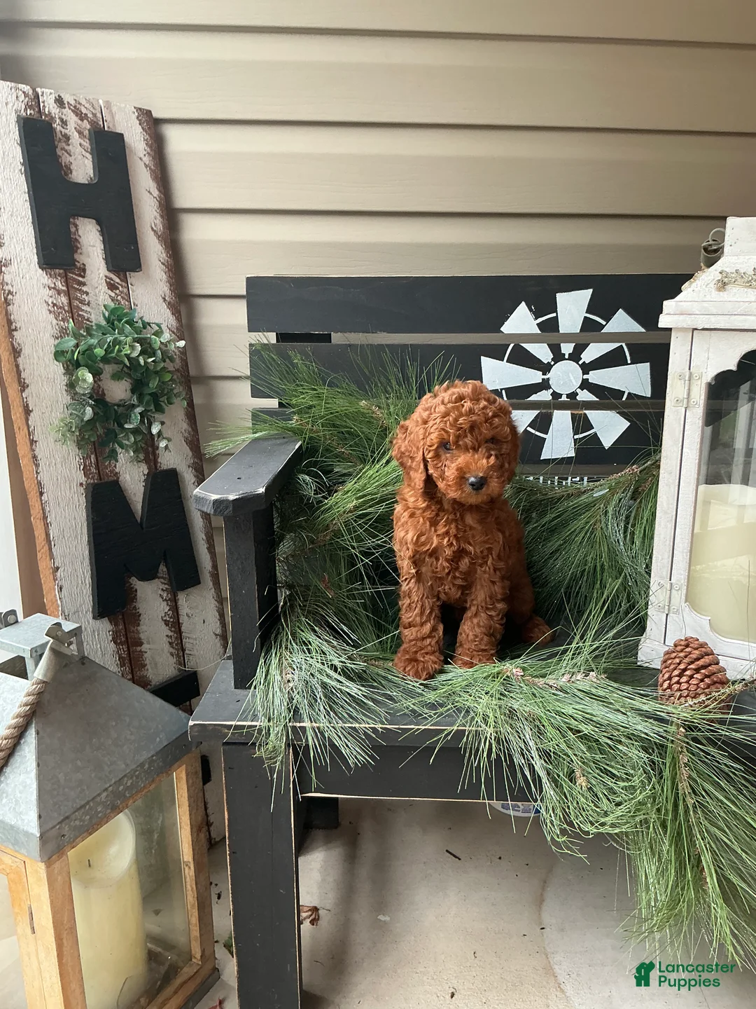 Irish Doodle dogs for sale: Alex - Ad 5