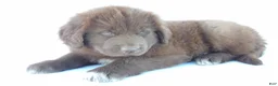 Newfoundland dogs for sale: Jane - Ad 5