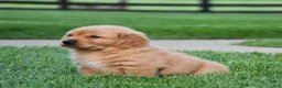 Golden Retriever dogs for sale: Adayah - Ad 3