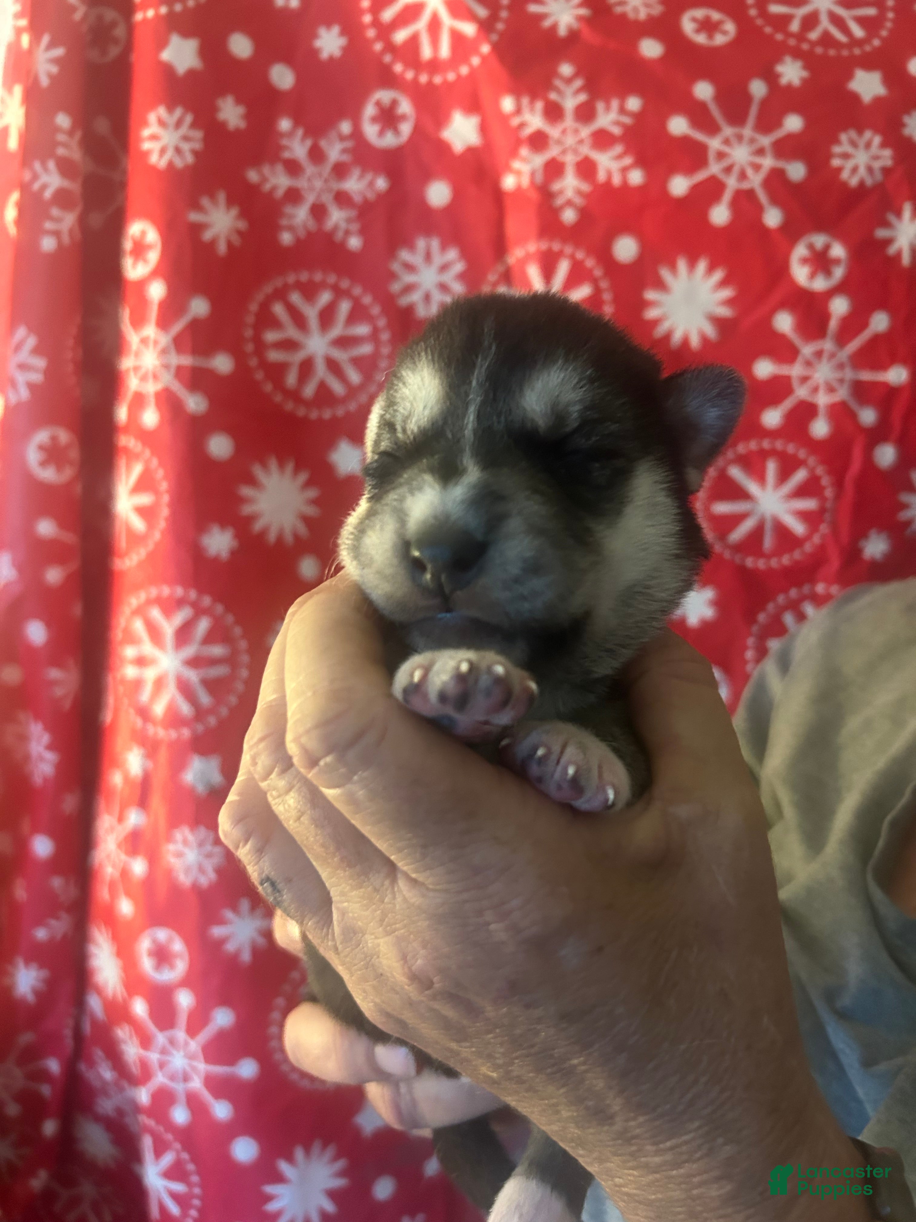 Gerberian Shepsky dogs Maverick Gerberian Shepsky Puppy 2 - Ad 7