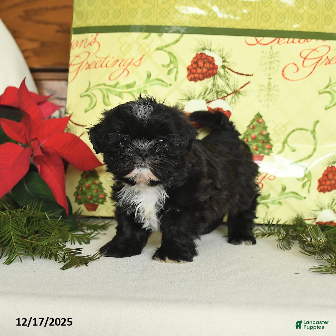 Shih Tzu dogs for sale: Buddy - Ad 2