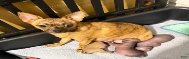 Chihuahua 1