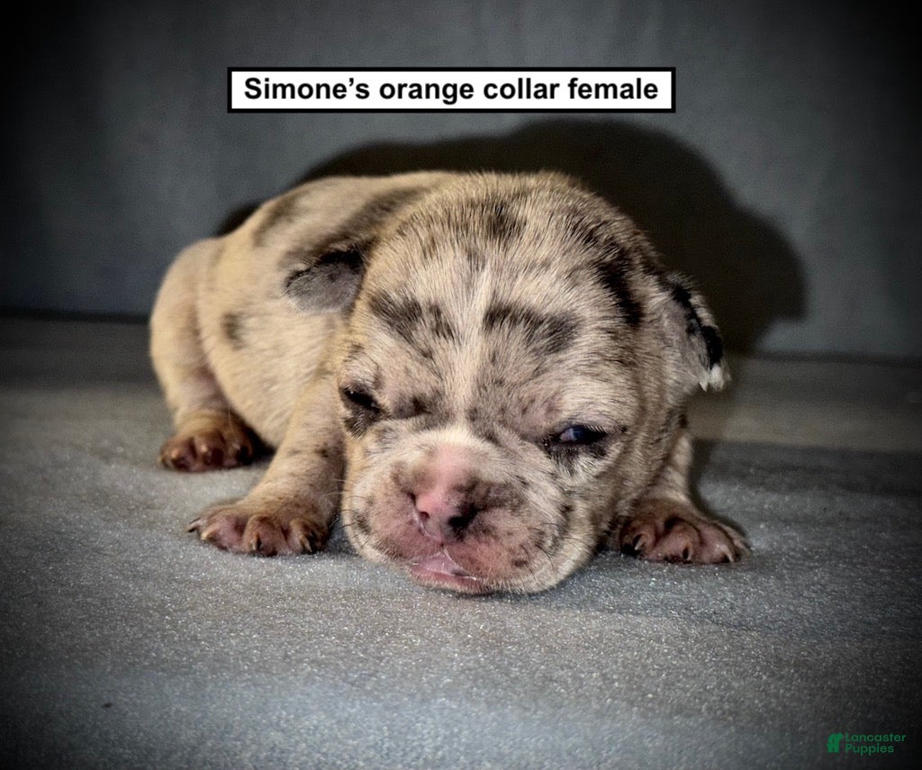 French Bulldog dogs AKC Simone's Orange Collar Female - Ad 3