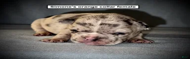 AKC Simone's Orange Collar Female