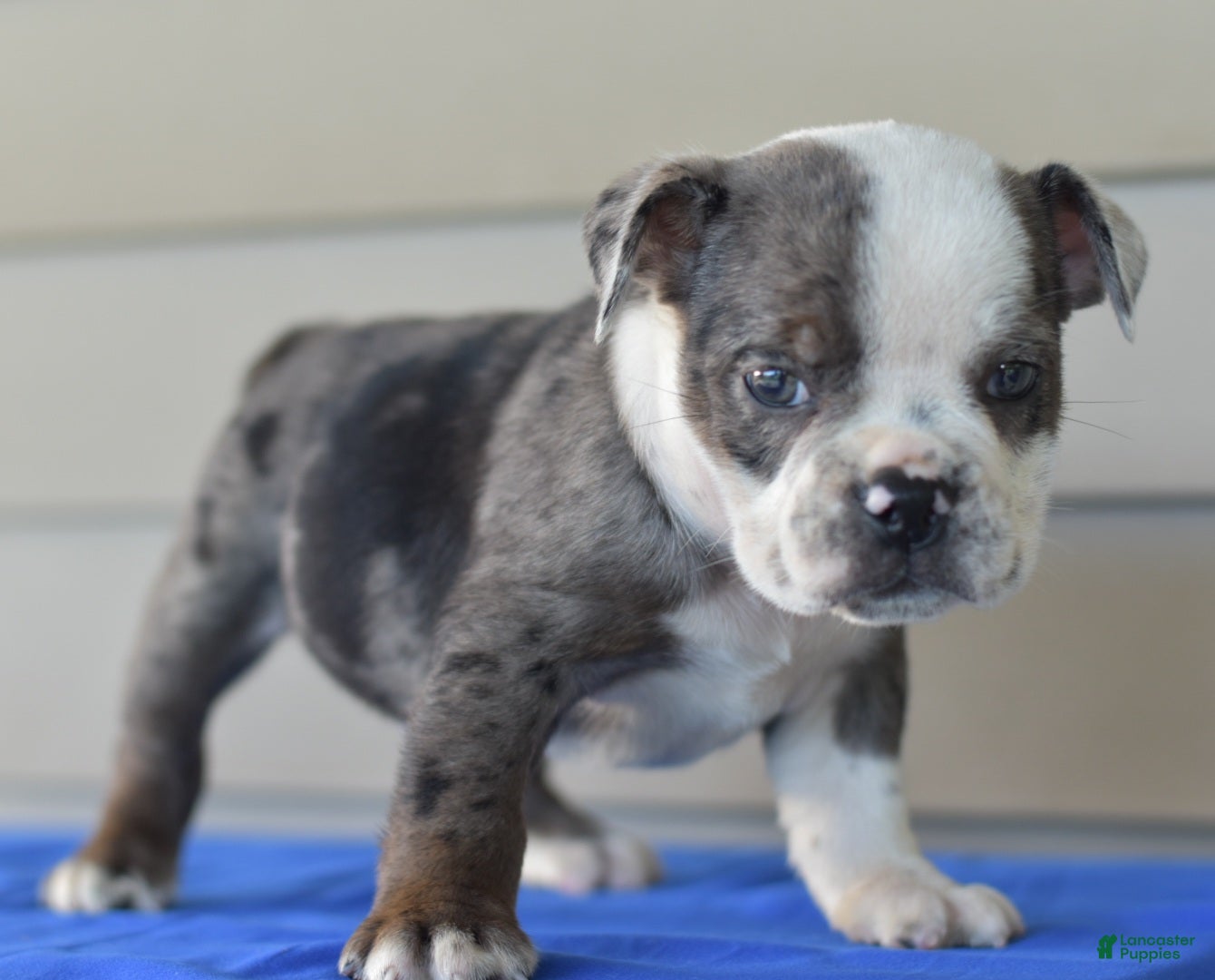Mixed Breed dogs Tank hybrid bulldog puppy - Ad 2