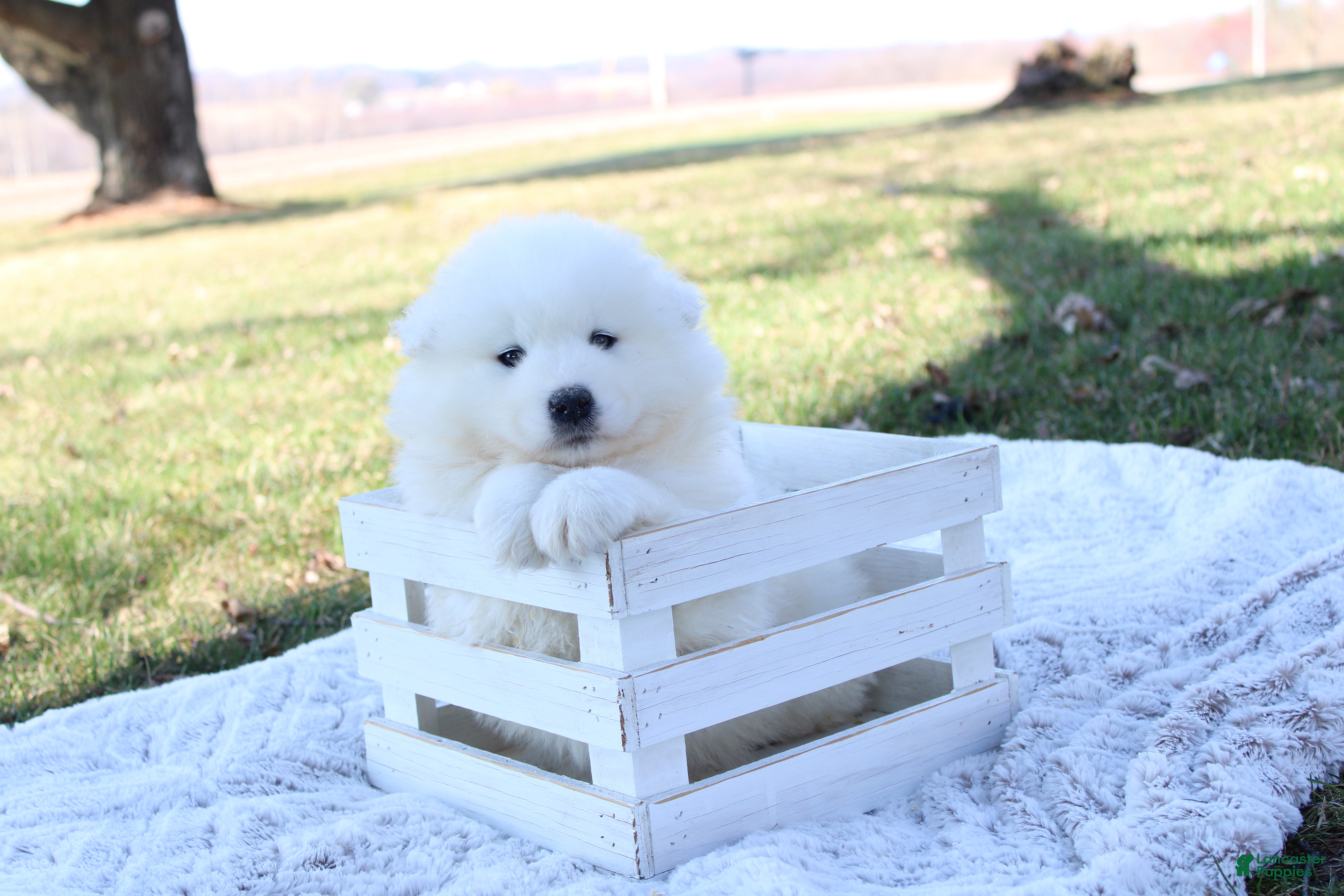 Samoyed dogs Samoyed Puppy 3 - Ad 2