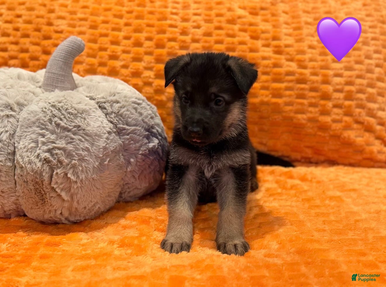 German Shepherd dogs for sale: Punky B - Ad 2