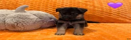 German Shepherd dogs for sale: Punky B - Ad 1