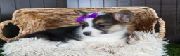 Welsh Corgi Pembroke dogs for sale: Ramona - Ad 16