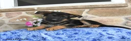 German Shepherd dogs for sale: Saffron - Ad 5