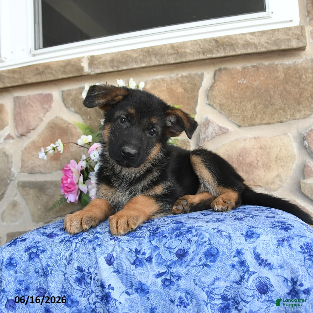 German Shepherd dogs for sale: Saffron - Ad 5