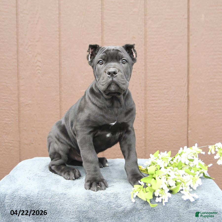 Cane Corso dogs Baxter - Ad 1