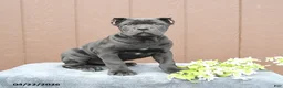 Cane Corso dogs for sale: Baxter - Ad 1