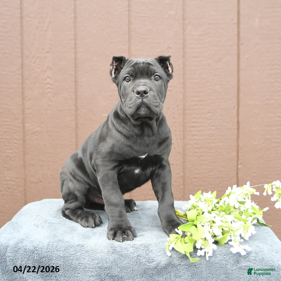 Cane Corso dogs for sale: Baxter - Ad 1