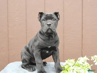 Cane Corso dogs for sale: Baxter - Ad 2