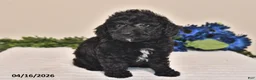 Miniature Poodle dogs for sale: Chloe - Ad 4