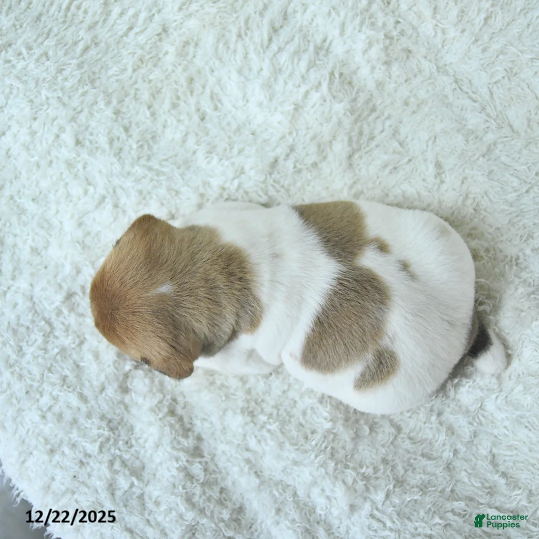 Mini Hippo dogs for sale: Griffin - Ad 14