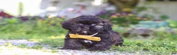 Shihpoo dogs for sale: Tristan - Ad 1