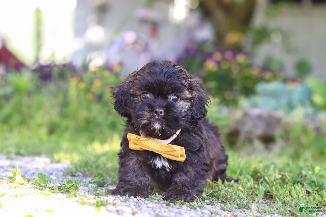Shihpoo dogs for sale: Tristan - Ad 1