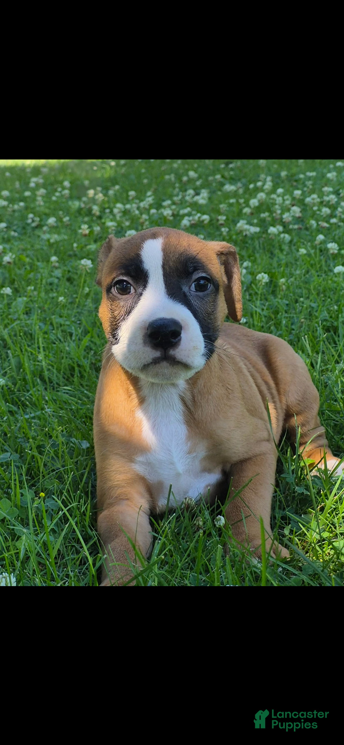 American Bully dogs American Bully 1 - Ad 42