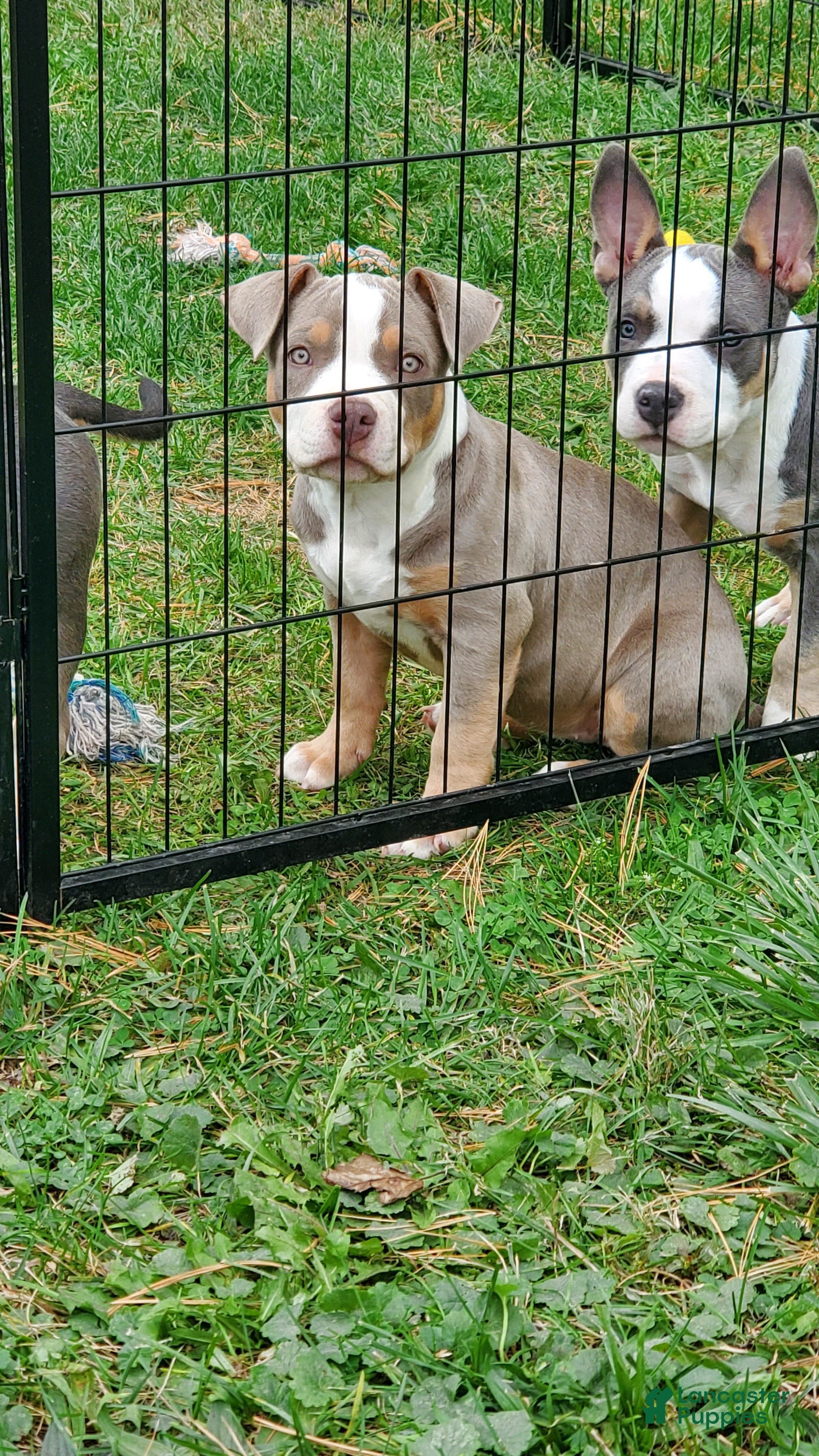 American Bully dogs American Bully 4 - Ad 1