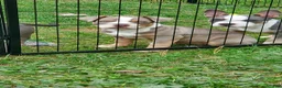 American Bully dogs for sale: American Bully 4 - Ad 1