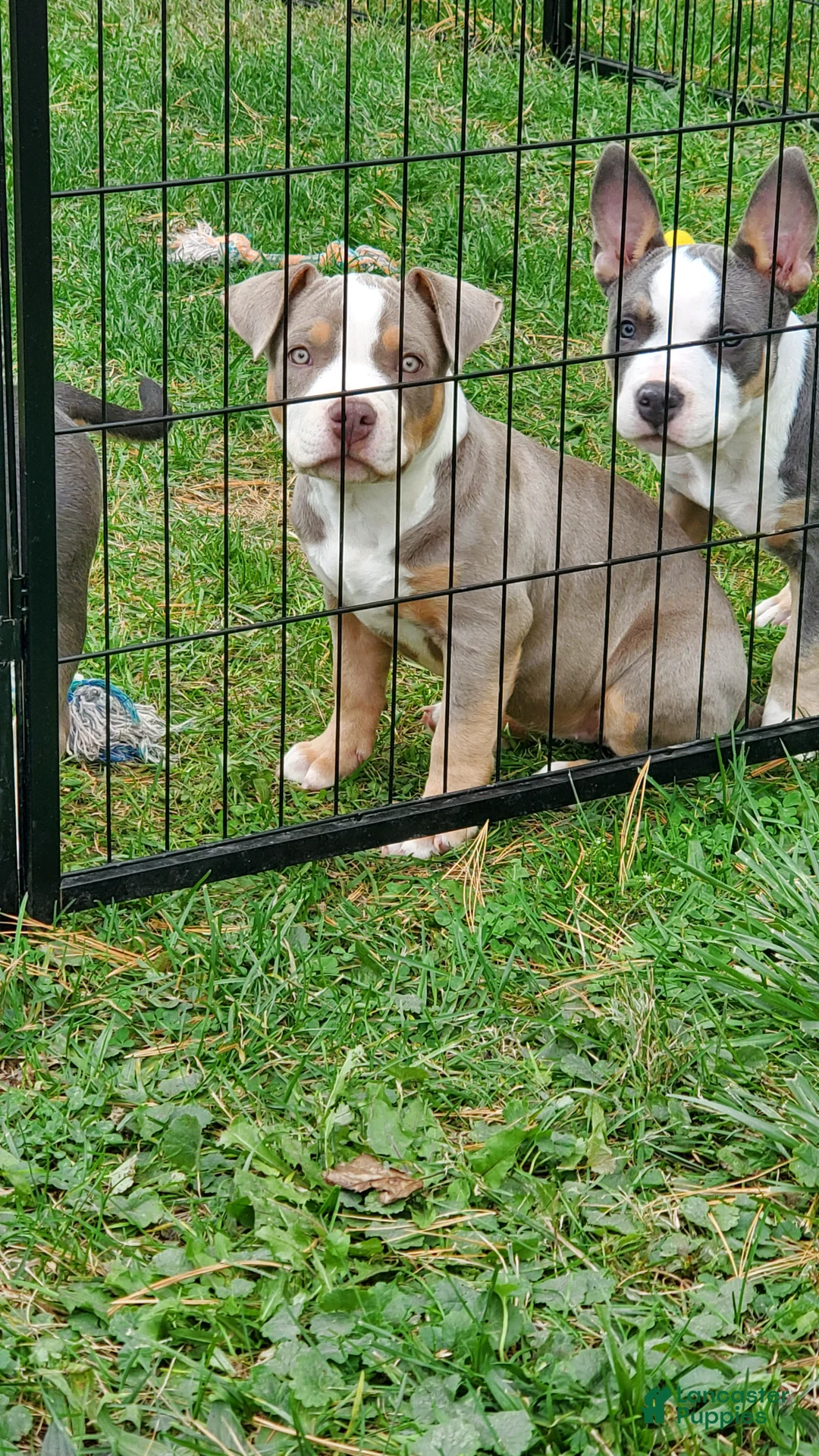 American Bully dogs for sale: American Bully 4 - Ad 1