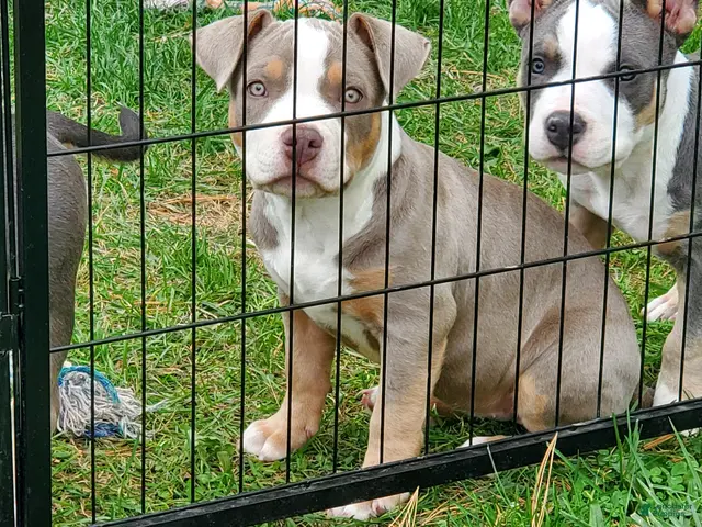 American Bully dogs for sale: American Bully 4 - Ad 2